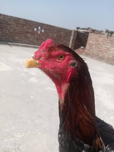 Shamo Long height patha for sale urgent