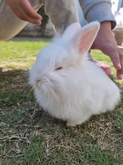 lionhead dwarf rabbit (pair)