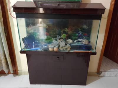 Fish aquariium 03155412504