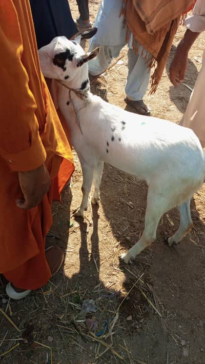 barbari goat