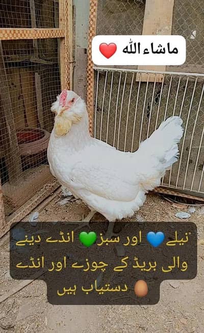 Amercuna and polish egss