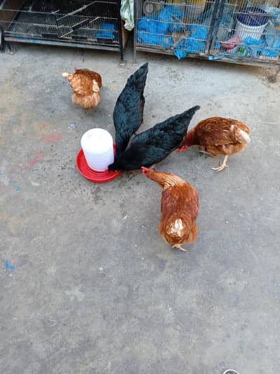 lohman brown and lohman black