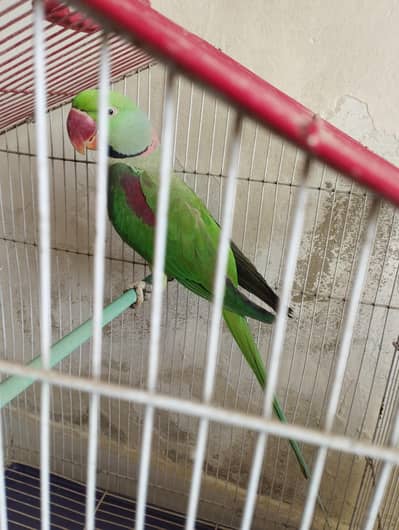 Parrot for sale