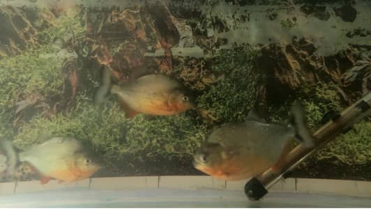 Red belly P. i. r. a. n. h. a