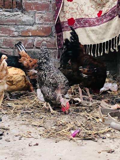 5 Desi females 2 Male