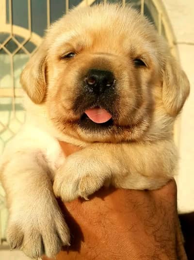 British Labrador imported Bloodline 03014615555