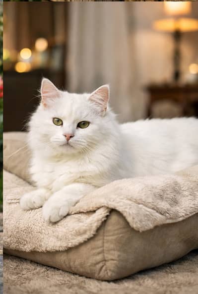  Beautiful Pure White Double Coat Female Cat for Sale (1 Year Old –