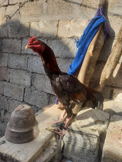 assel murga for sale  mujhe  name conform  nahe hai