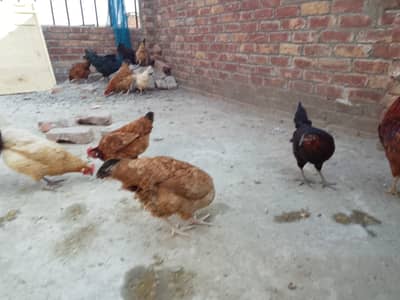 Desi Murgi Desi Murga eggs Lying for sell 0331 8488889