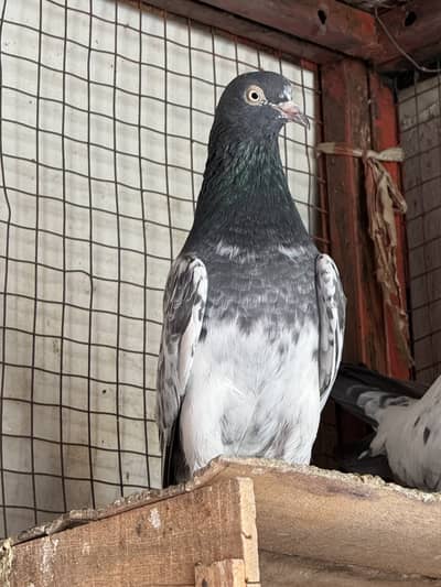 Teddy salari female for sale