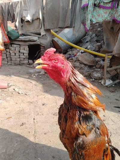 masahllah bohat acha murga hain bohat achyn gand jor main