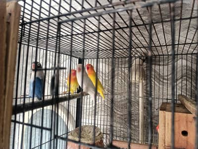 Love Birds 3 pairs