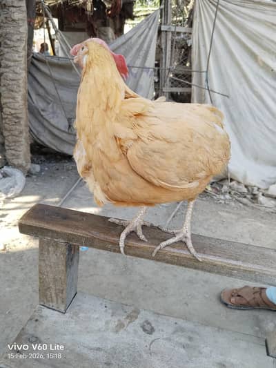 Golden Murgi 3 hen. Anda Roz deti hen