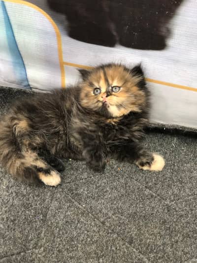 Cash on delivery parshion punch face kittens cat