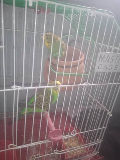 Australian bird pairs