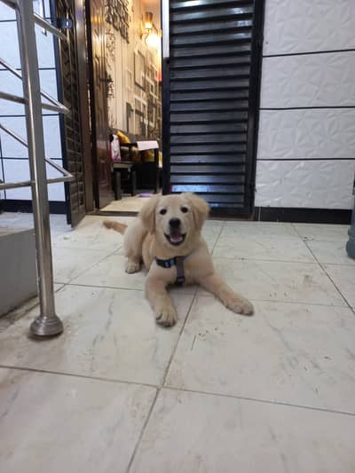 Golden Retrievers Light Golden Color