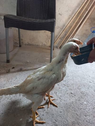 Top quality oh shamo chicks