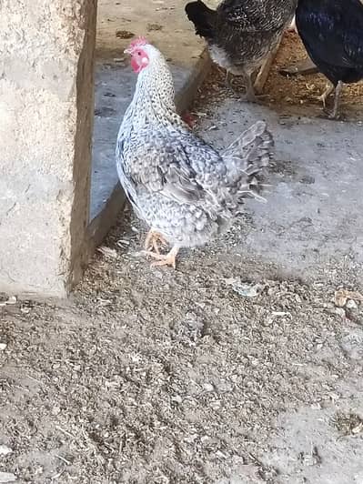 desi gray hens(2000) and double storage cage for sale (4000)