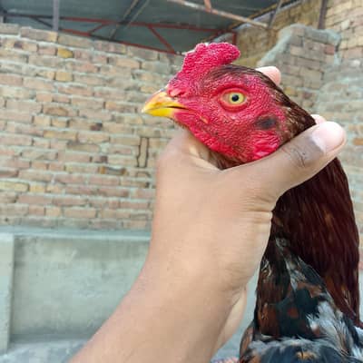 rampuri cross aseel bird