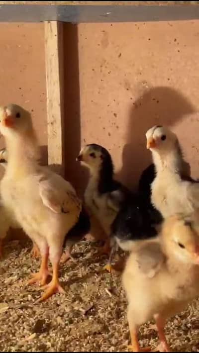 black shamo/lakha shamo chicks available silver pied dove 2 pair
