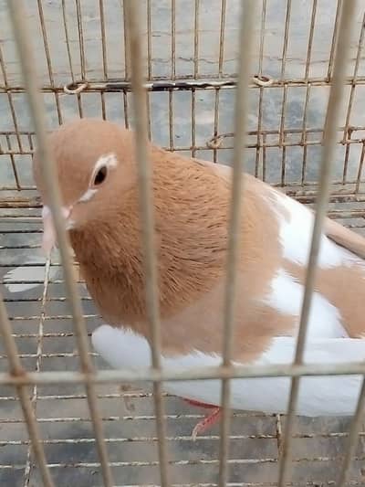 New zard khal pigeon for sale  location multan 0304 1666779