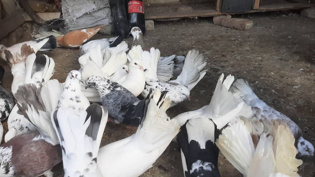 same colour me ache breeder 0