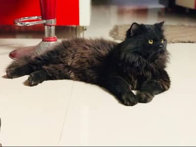 Persian black cat fully trained