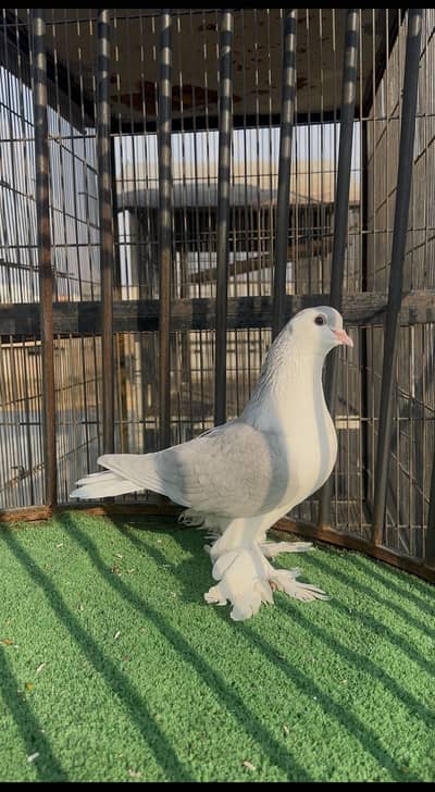 Silver/Lavender pair