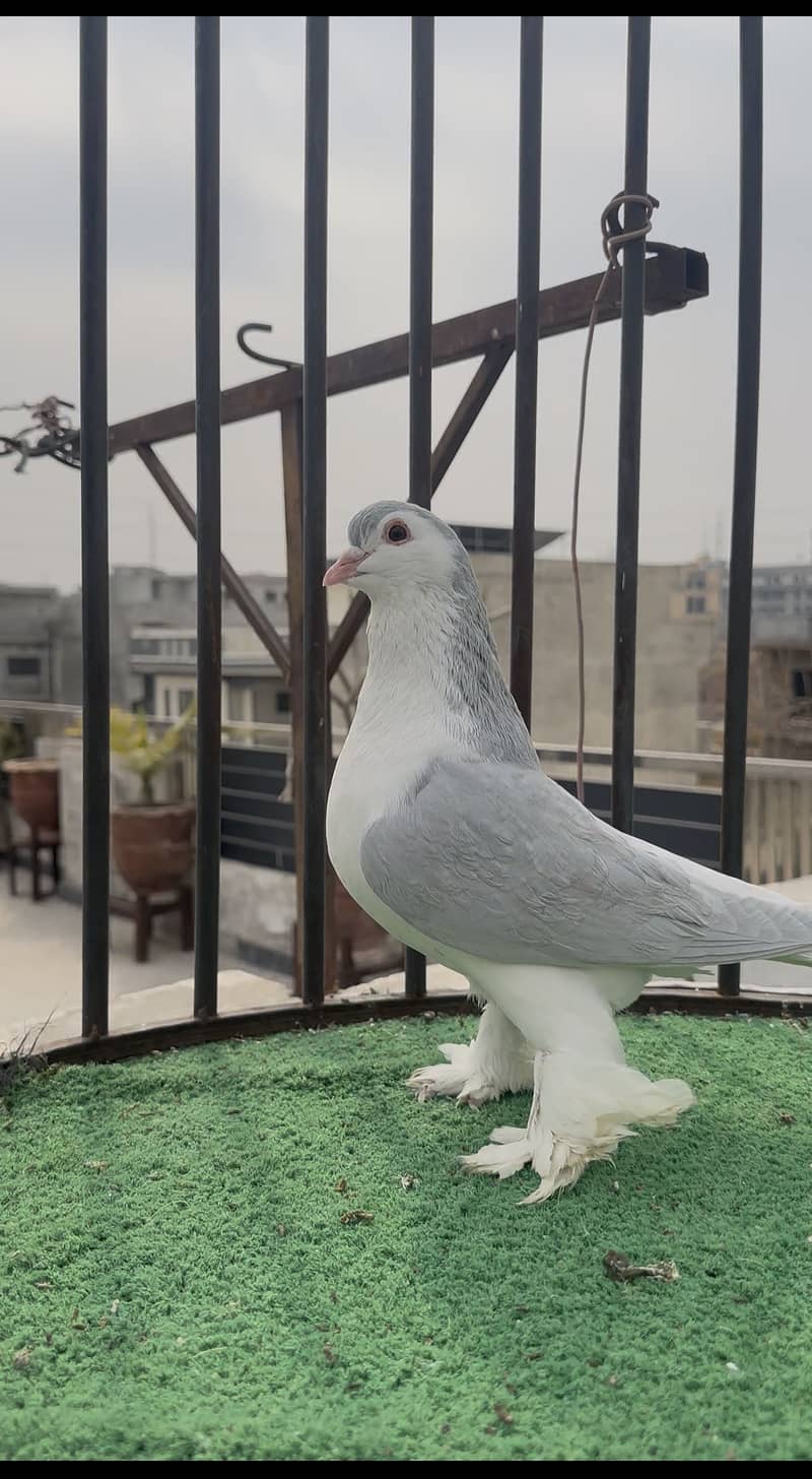 Silver/Lavender pair 2