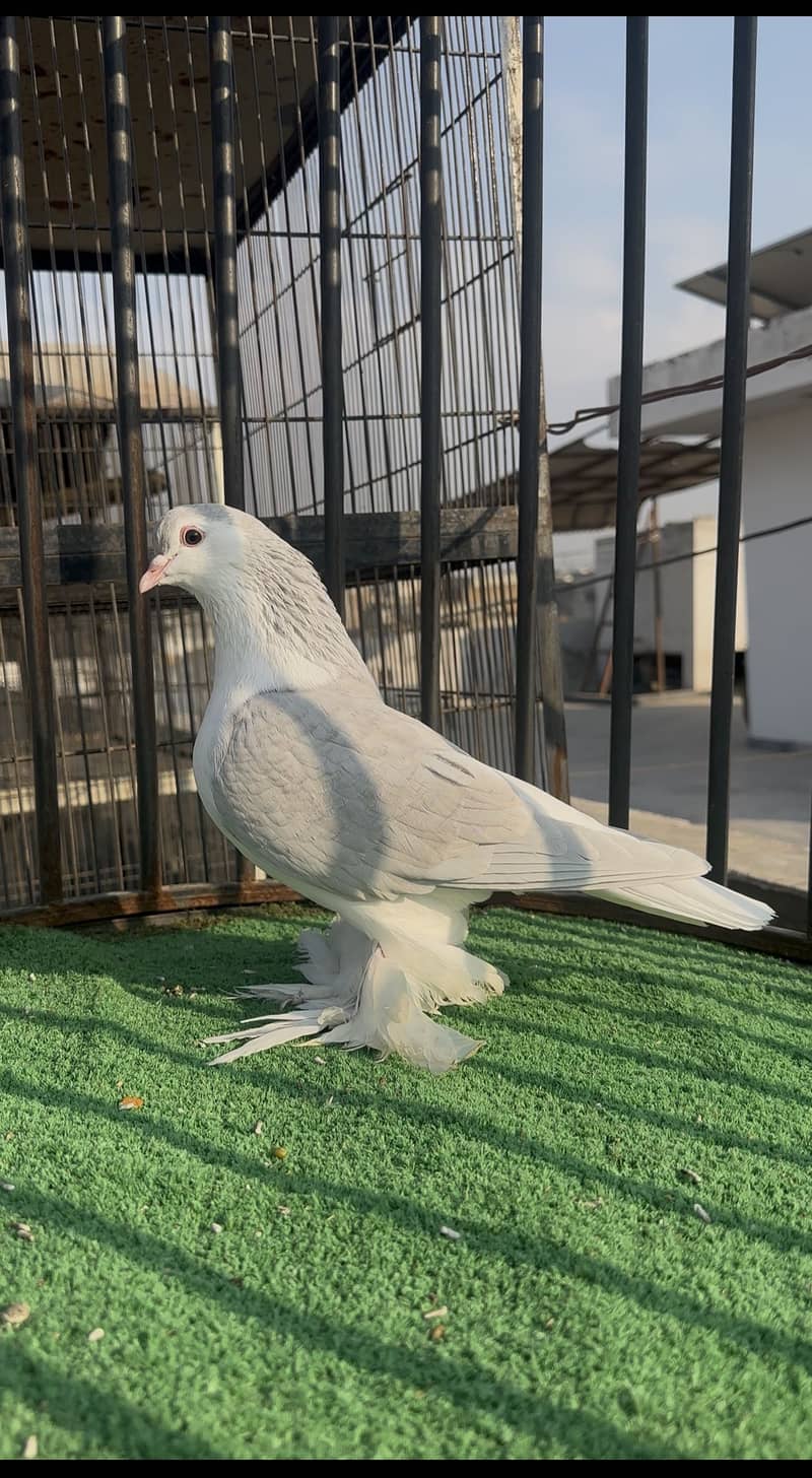 Silver/Lavender pair 3