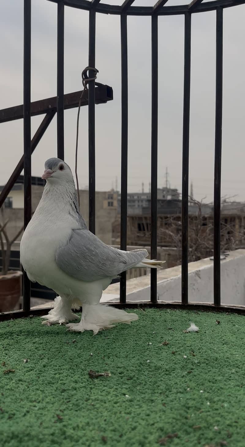 Silver/Lavender pair 4