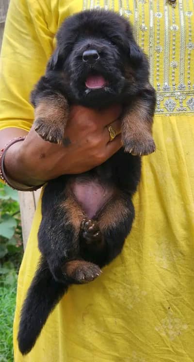 German Shepherd FCI bloodline pup 03014615555