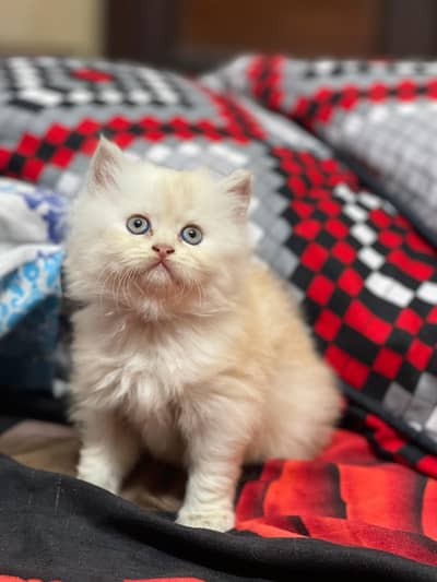 Cash on delivery parshion punch face kittens cat