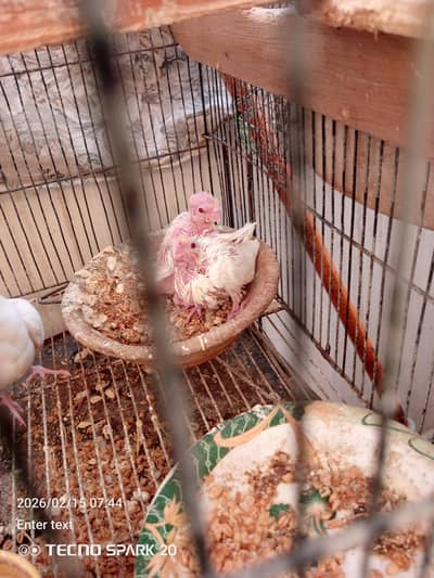 coktil chicks for dale