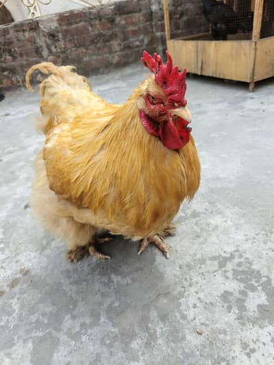 Golden Buff Cook For Sale - 1 year Old / Healthy & Active