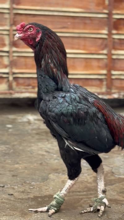 Mushka lakha top high quality breeder