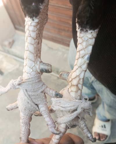 Mushka lakha top high quality breeder