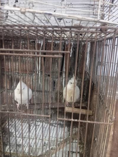 eno cocktail pair with eggs