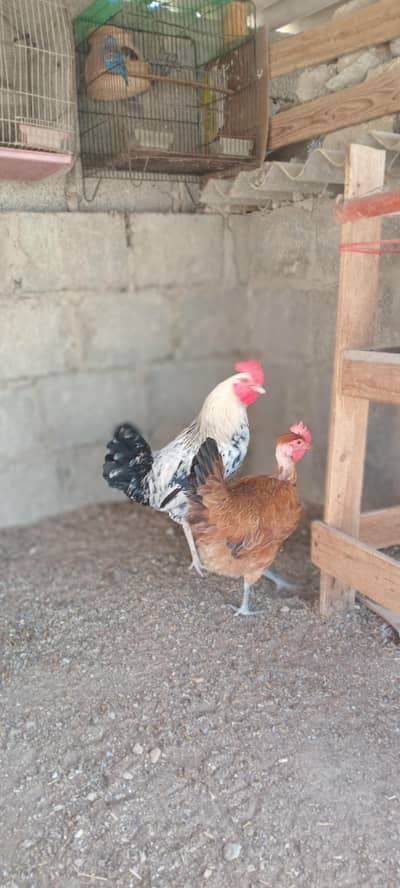 Dasi murga and murgi