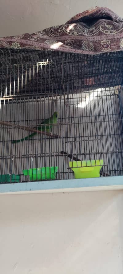 Female parrot for sale