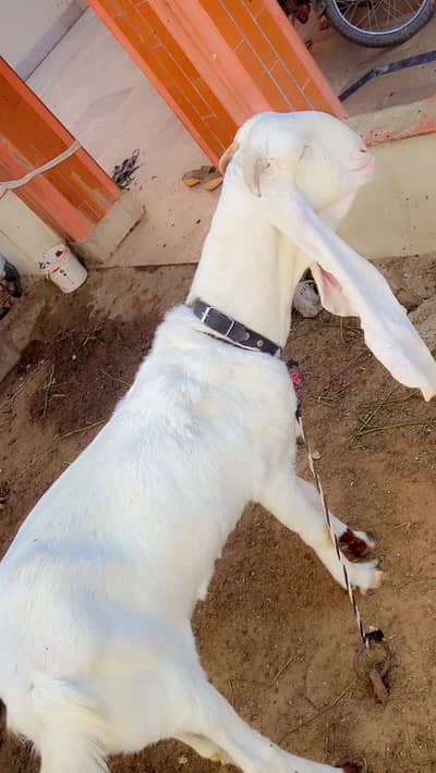 Mashallah rajanpuri bakriya