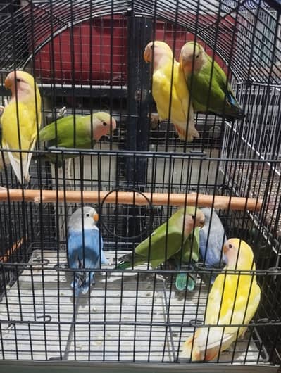 love birds breeder pairs