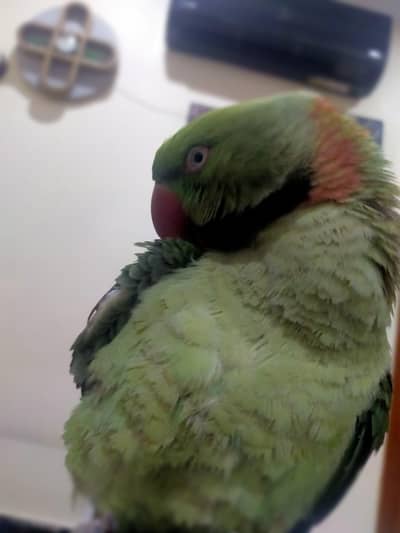 Raw hand tamed talking parrot for sale Male parrot