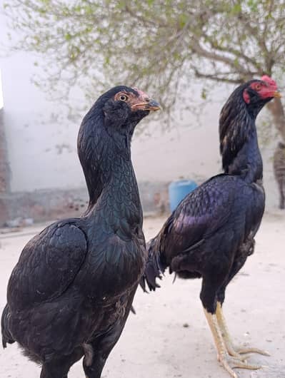 Pure Aseel Miamwali (Galway) Pair Black