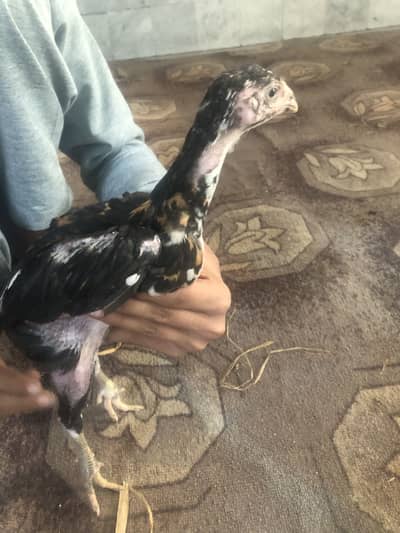 Chicks for sale on  best price pure Adele