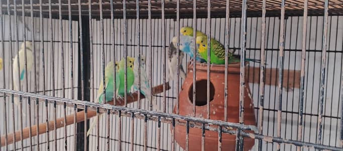 Australiam Breeder Pair