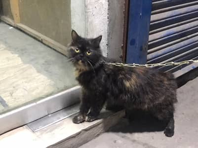 Persian Vaccinated Cat