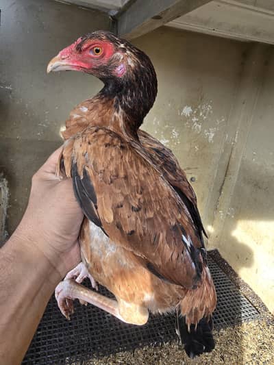 lakhi pathi 4 sale . . .