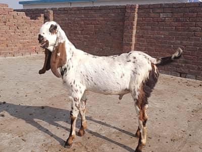 nagra makhi cheena mix breed / goat / bakra
