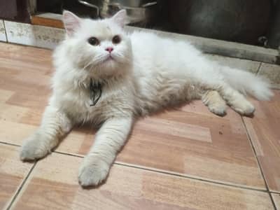 Pure persian